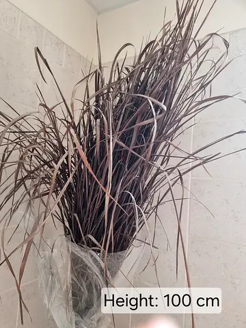 Tall decorative dried grass arrangement - 100 cm