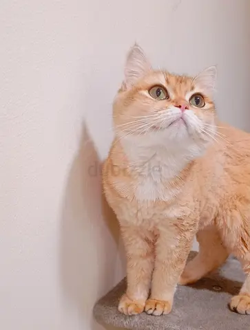 pure British shorthair female cat Ukraine country
