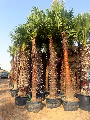We are selling all tapes palms with delivery free and installation all so free one meter 600