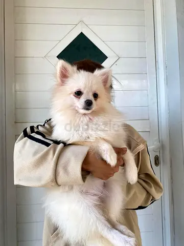 White Pomeranian Puppy — Friendly, Fluffy, Ready for a New Home