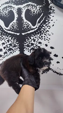 Cute small mixed-breed puppy ready for adoption