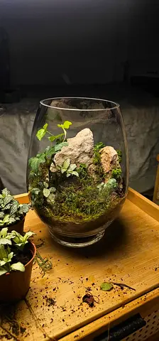 Glass terrarium with live moss and small plants, hand-made