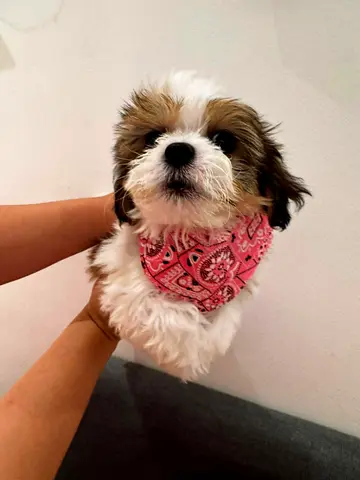 Friendly Puppy, playful and healthy looking for new home