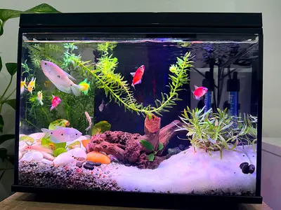 20L Glass Aquarium with LED Light, Filter, Plants and decorations