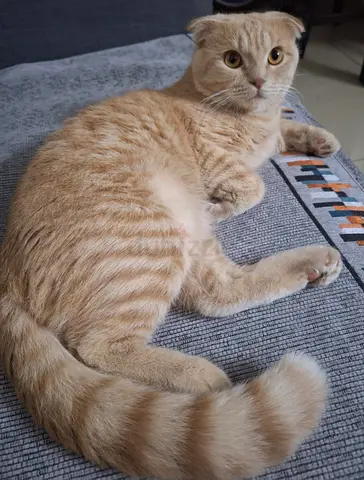 LEO - scottish fold