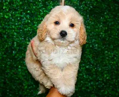 Cute cream maltipoo puppy ready for adoption
