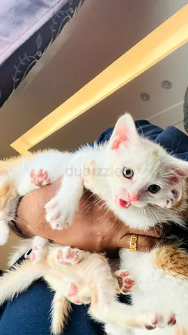 4 kittens looking for new home, you can adopt as you like one each or two each or all together,