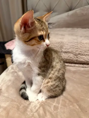 Kitten For Adoption