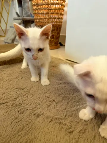 Kittens For Adoption