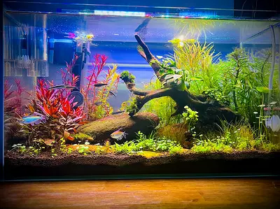 Well-planted 60–80cm Freshwater Aquarium with Driftwood and Live Plants