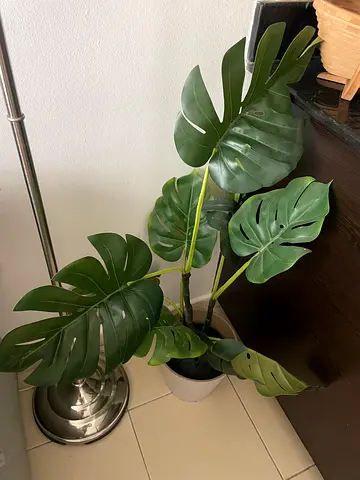 Monstera Deliciosa (Swiss Cheese Plant) - Potted Artificial Indoor Plant