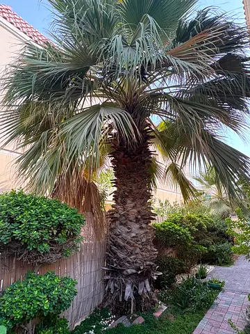 Beautiful mature palm trees to give away