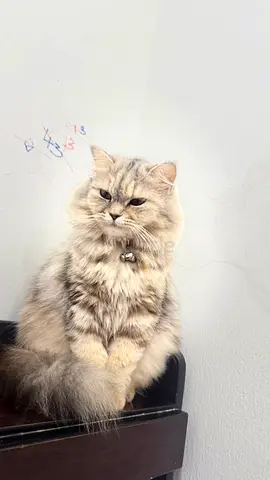Persian cats for free adoption,