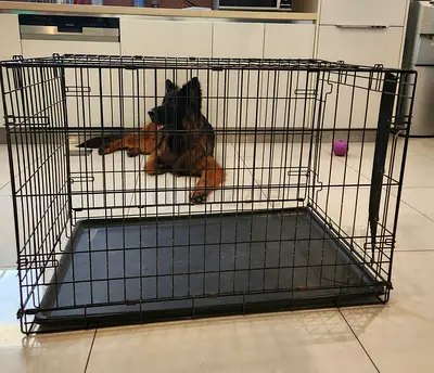 Large Metal Foldable Pet Crate with Removable Tray. 2 available