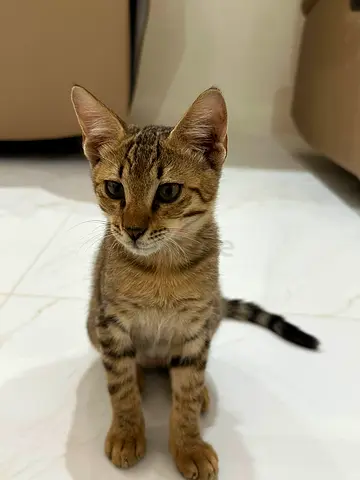 Free cat for adoption few weeks old