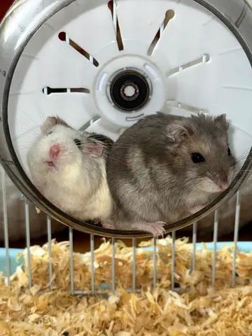 Hamsters