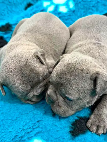 French Bulldog puppies looking for new home