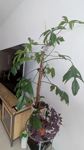 Philodendron Florida green ( 130cm)