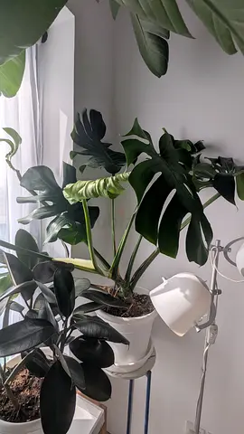 Monstera deliosa large