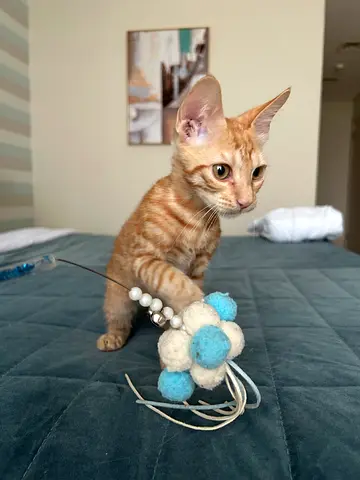 Abandoned kitten 2 months old