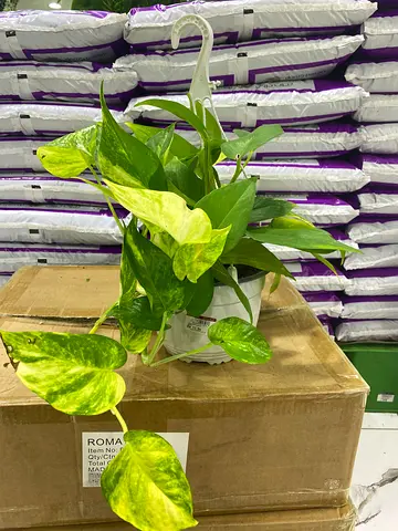 Indoor plants