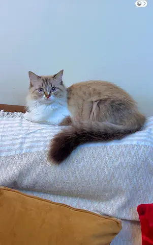 Friendly long-haired cat available for adoption — healthy and calm for free 2 years female