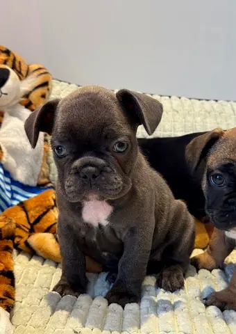 Frenchi puppy