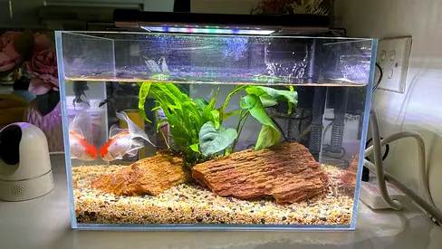 Aquarium with filter and real plants and all fish food and care