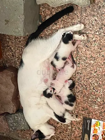 Kitten litter
