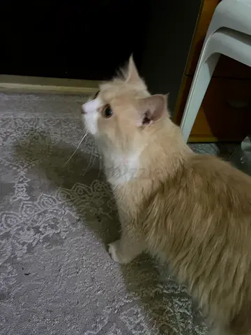 Cat persian