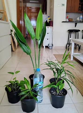 Collection of 5 Potted Indoor Houseplants - Ready to Rehome