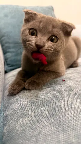 Free home cat for adoption