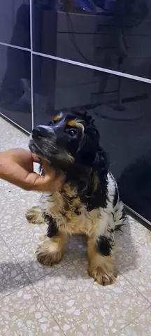 Friendly 5 months -old Cocker Spaniel looking for a new home