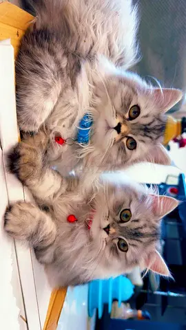 Cat male adoption