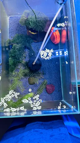 Small freshwater aquarium with plants and sponge filter