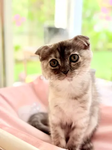 2 Month Scottish Fold Kitten
