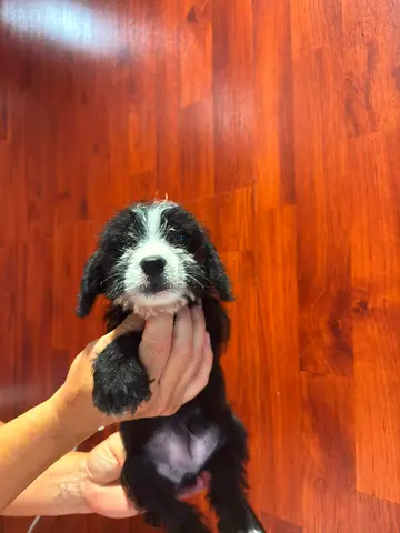 Little Zara