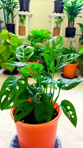 Indoor plants for sale