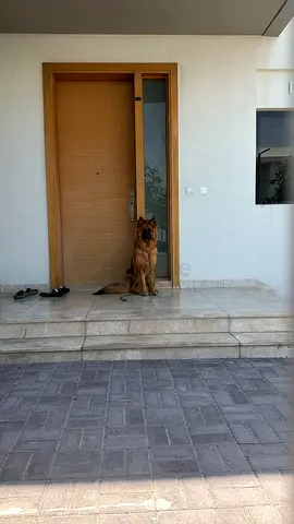 German shpred