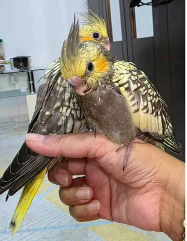 Cockatiel Chicks Trained