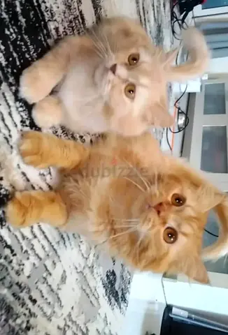 Two friendly long-haired cats — looking for a new home