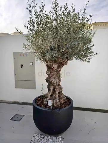 Mature Olive Tree in Large Black Planter - Ready for Garden or Balcony