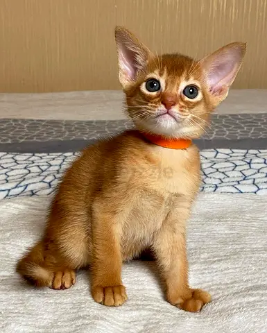 Abyssinian Kittens