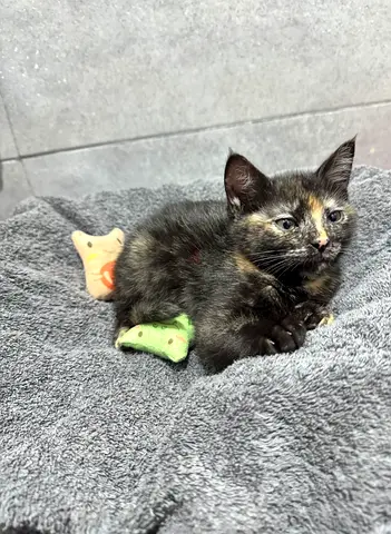 Pet for Free Adoption