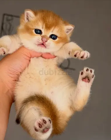 Pets