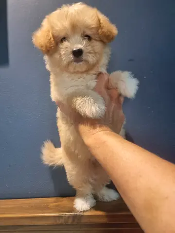 Small pocket size puppy