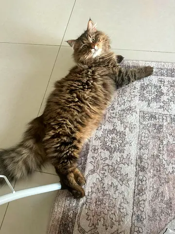 Siberian male cat