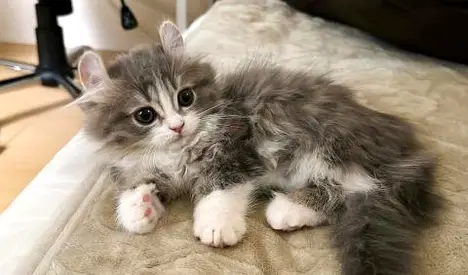 Vet Checked Persian Kitten free for adoption