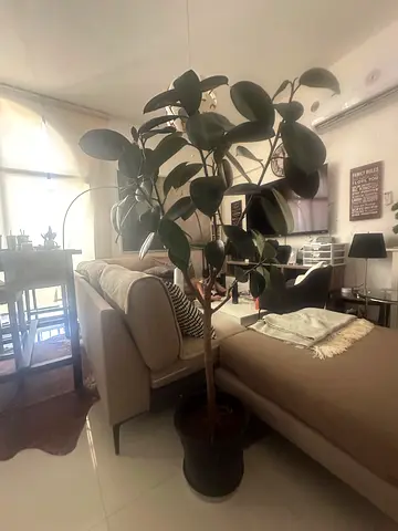 Indoor Rubber Plant