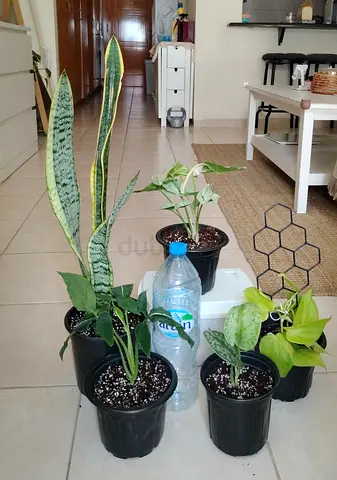Take all 5 easy to take care indoor plants
Final price , last price , best price
70 dhs only